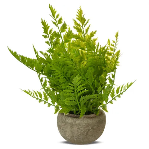 fern bunch in round grey pot 24cm
