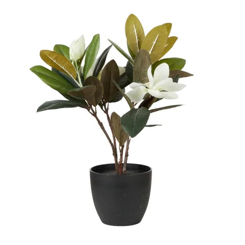 magnolia 3 flower in pot 45cm white