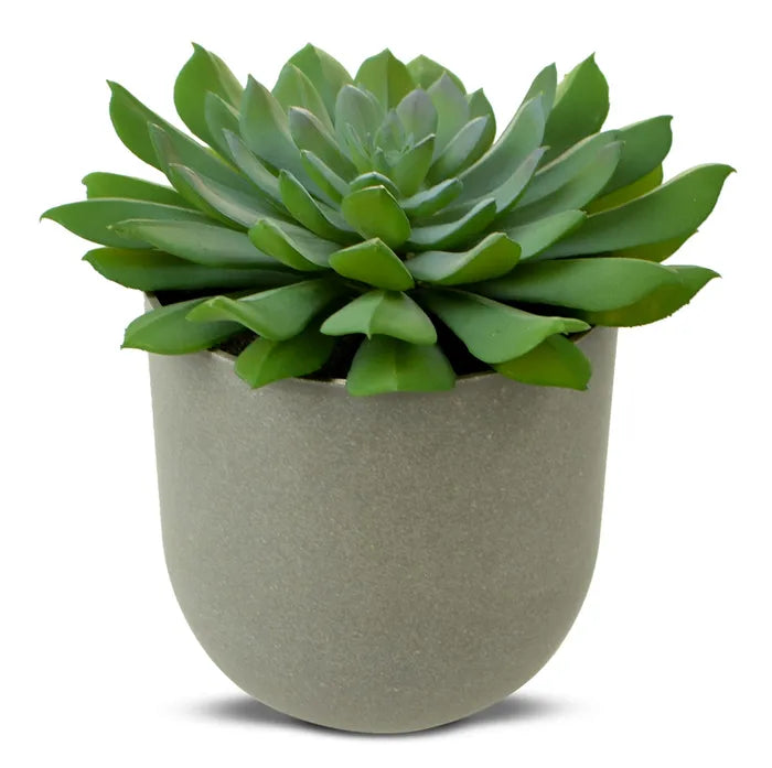 green goddess succulent in pot 15x11cm#