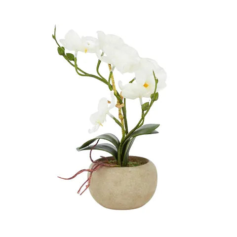 orchid 26cm in natural pot 9x6cm white